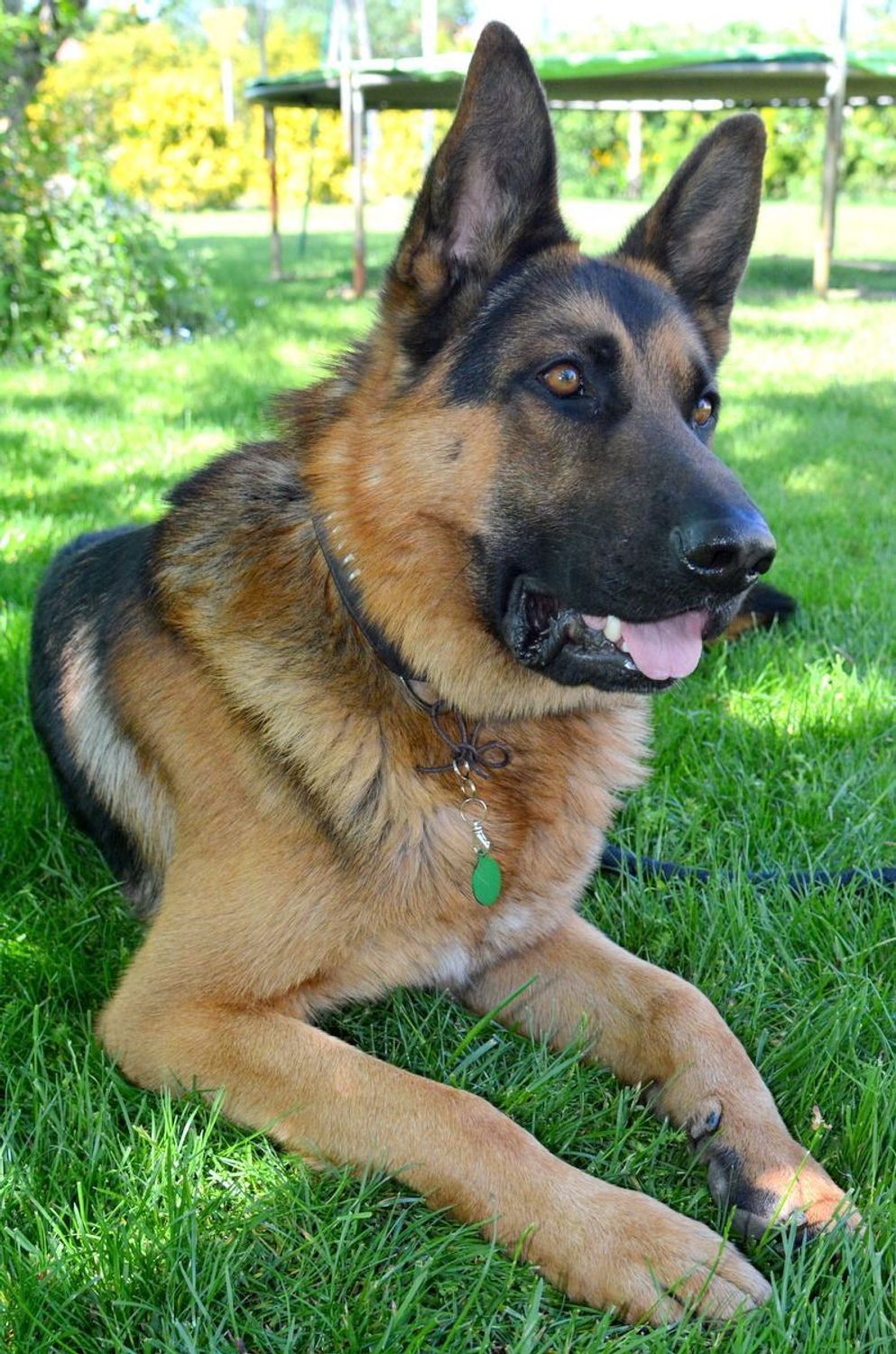 Kółko blaszka dla pupila zielona 2,5 cm z miejscem na grawer Kółko green M. Blaszka w formie adresówki, identyfikatora dla psa. Blaszka z miejscem na grawer. Na adresówce możemy wygrawerować np. imię psa i nr telefonu do właś.jpg